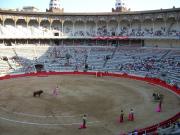 Bull Fight