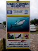 Gansbaai Shark Diving