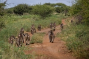 Kruger Park Baboons