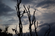 Kruger Park Hornbill Silhouette