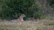 Kruger Park Lion Giraffe Stalk