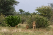 Kruger Park Lions