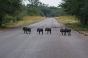 Kruger Park Warthog