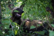 Kruger Park Wild Dog