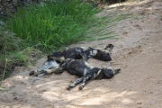 Kruger Park Wild Dog