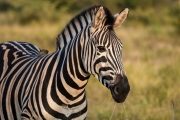 Kruger Park Zebra