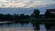 Lord Mayors Hot Air Balloon Regatta 2016