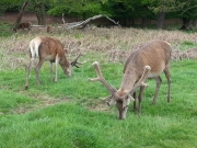 Richmond Park Deer